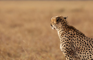 Cheetah after hunting a Thomson's Gazelle at Masai Mara, Kenya