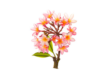Plumeria Frangipani silk flowers Silk plumeria frangipani flowers isolated on white with copy space.