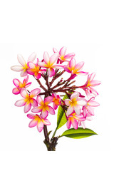 Plumeria Frangipani silk flowers Silk plumeria frangipani flowers isolated on white with copy space.