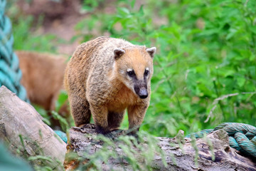 Cute Nasua Nasua Standing on Stump Portrait