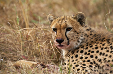 Cheetah with blood stain on mouth after hunting a Thomson's Gazelle at Masai Mara, Kenya