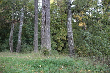 Obraz premium Trees trunks in early autumn forest with mostly green and bit yellow foliage