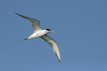 Greater crested tern in flight, Bahrain 