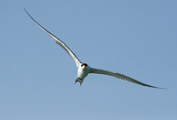Lesser crested tern in flight, Bahrain