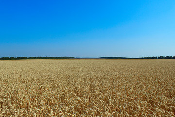 Naklejka premium Beautiful nature background. Wheat field and blue sky background. Wonderful landscape.