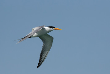 Lesser crested tern in flight, Bahrain