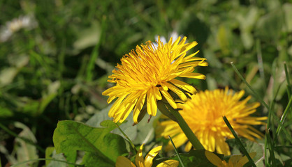 Fleur de pissenlit dans une pelouse