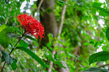 red flower in the garden