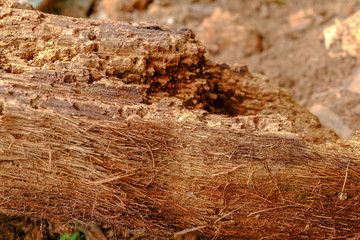 Wood texture background surface old natural pattern