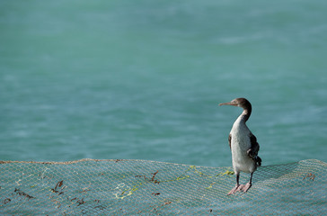 The Socotra cormorant perched on fishing net, Bahrain  