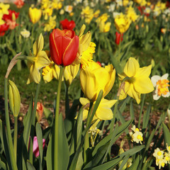 Obraz premium Tulipes et narcisses au printemps