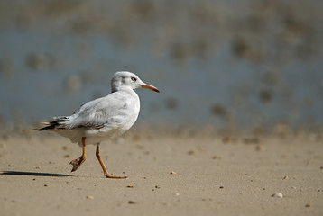 Slender-billed seagull in Bahrain 