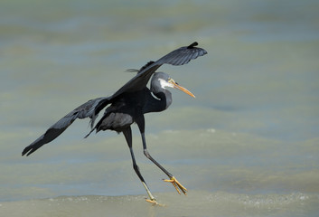 The western reef heron landing, Bahrain 