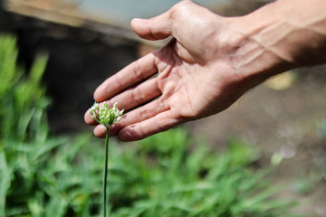 A man touching a chives flowers in the morning.