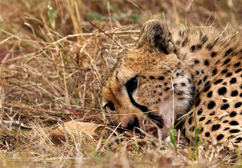 Closeup of a cheetah with blood stain on mouth while eating a kill. 