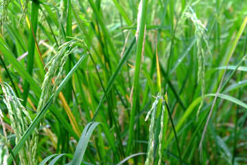 Close up of green rice in the field. Jasmine rice in Thailand. The branches of rice in the field.