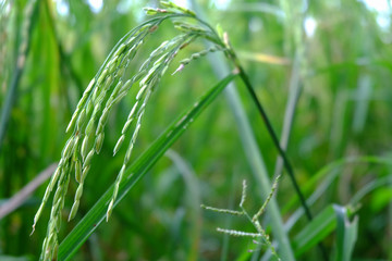 Close up of green rice in the field. Jasmine rice in Thailand. The branches of rice in the field.