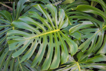 Obraz na płótnie Canvas Grünpflanze Fensterblatt Monstera mit vielen Blättern
