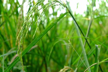 The branches of rice in the field.