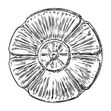 Baroque ancient vintage style floral circular design element. Marble rosette drawing for fashionable pattern in black white for textile, scarves, backgrounds. Vector.