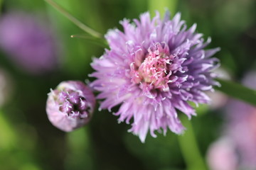 Purple flower