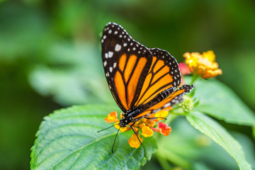 The monarch butterfly or simply monarch (Danaus plexippus) on the flower garden.