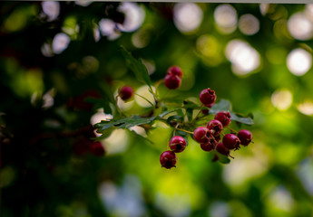 Obraz premium Blume