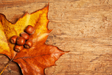 Naklejka na ściany i meble autumn leaf with hazelnuts in rustic style background with copy space