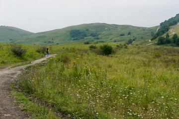 different flowers on a meadow lawn in the caucasus nature near kislowodsk