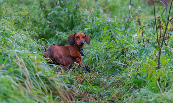 Dachshund in the green grass