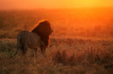 The lion king in the morning hours in Masai Mara, Kenya