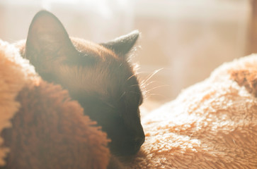 Siamese cat asleep on pillows