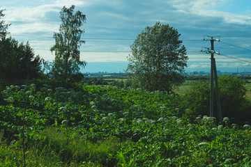 Power line tower among plants and trees with the cityscape on the background