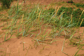 Wild grass growing on the sand beach