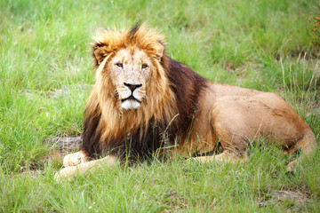 oreground photography of a South African lion surrounded by nature.