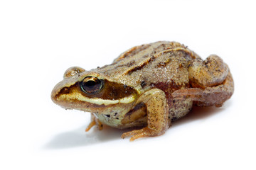 isolate Siberian brown gray frog which sits on a white background