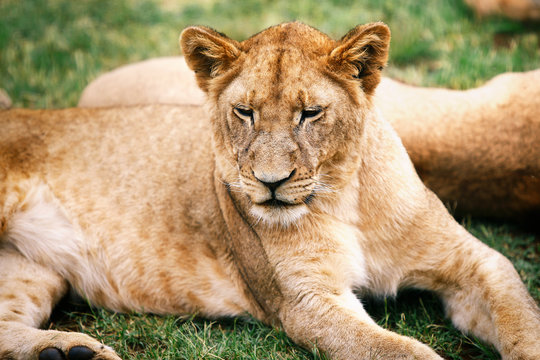 Foreground photograph of a South African lioness surrounded by nature.
