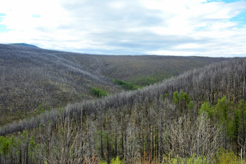 Landscape Nature Trees after the fire Forest Taiga Mountain Tops Burned forest Panorama