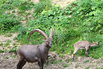 Männlicher Alpensteinbock und Jungtier (Kitz)