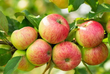 branch of ripe apples on a tree