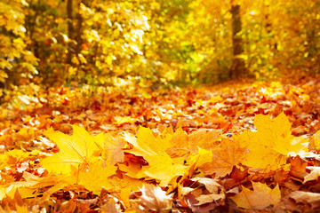 colorful autumn leaves in a park, autumn background