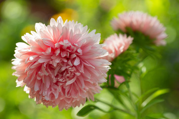 pink aster flower on green background