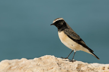 Pied wheatear at Busiateen coast, Bahrain 