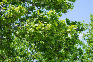 Branches of green maple with leaves with sky on the background