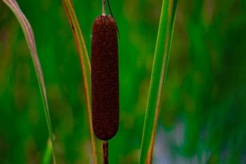 Blumen © JohnStevenKonstantin