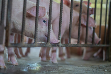 Group of pig that looks healthy in local ASEAN swine farm at livestock. The concept of standardized and clean farming without local diseases or conditions that affect piglet growth or fecundity