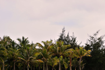 The tops of palm trees against a cloudy sky in the evening in the tropics