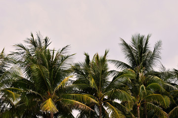 Fototapeta na wymiar The tops of palm trees against a cloudy sky in the evening in the tropics