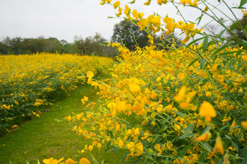 Obraz premium Field of Crotalaria Juncea or sunn hemp in Phutthamonthon,Nakhorn prathom