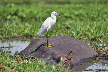 Obraz na płótnie Canvas White tall bird standing on Hippo, Zambezi river, Africa